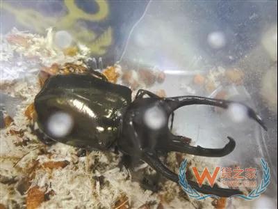 廣州海關(guān)連續(xù)截獲3批外來(lái)物種活體甲蟲，大連海關(guān)截獲66噸禁止入境固體廢物—貨之家