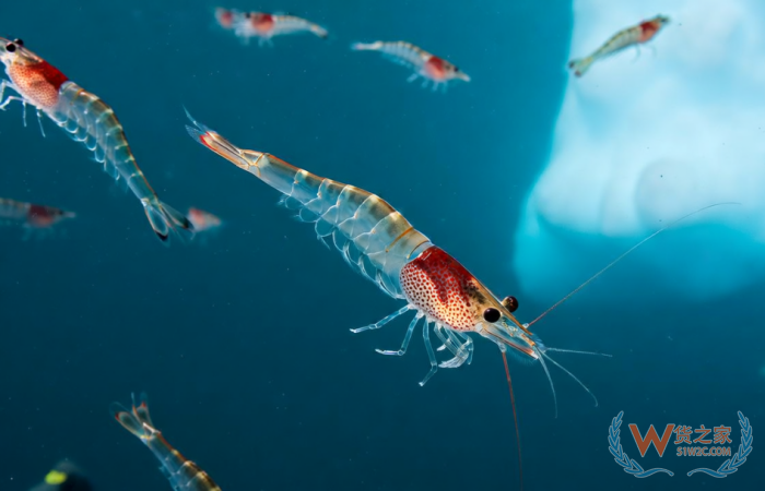 跨境進口保健品魚油OUT了？磷蝦油成為進口保健品市場紅利新寵